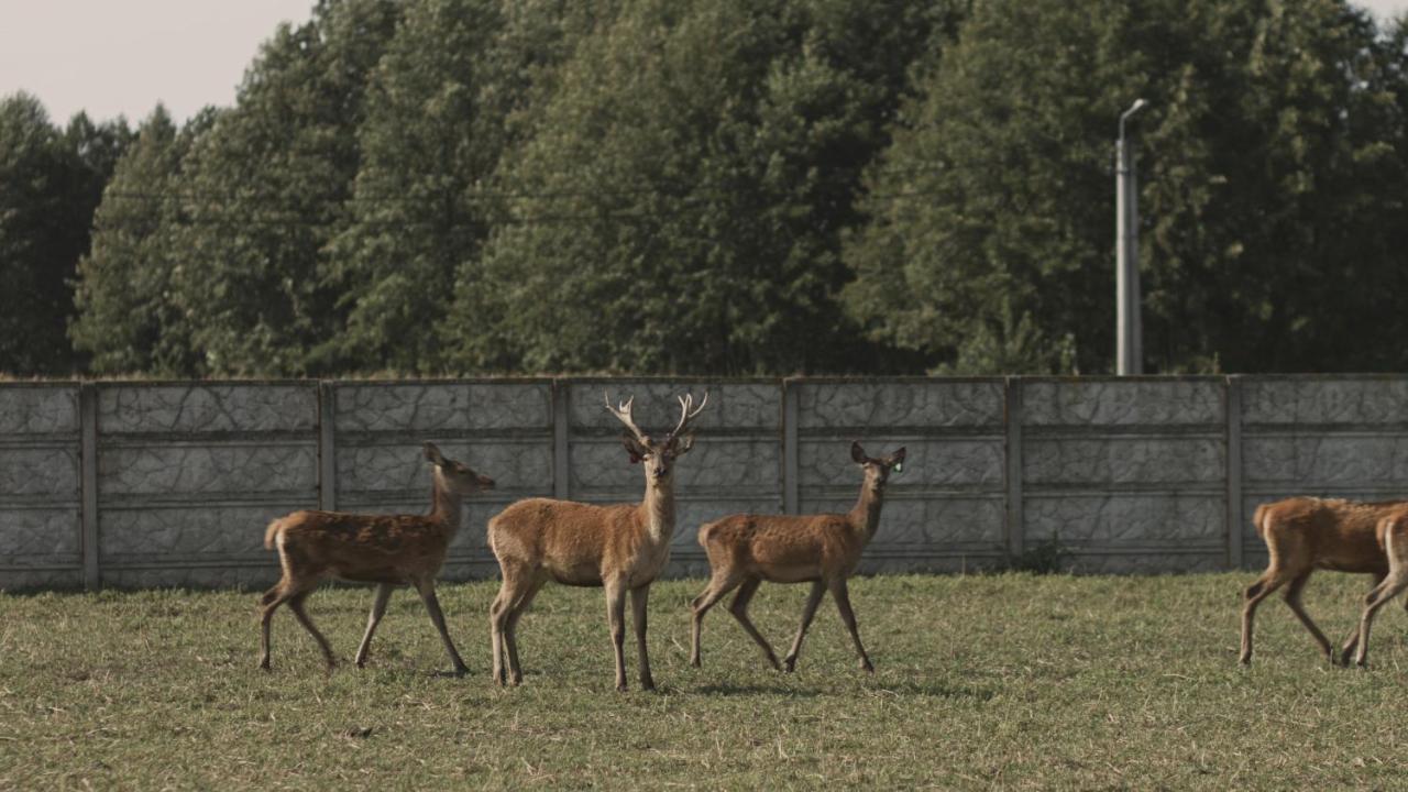 Tatarska Zagroda - Agroturystyka Dolina Baryczy Noclegi - Domek Jelonek Krosnice Exterior foto