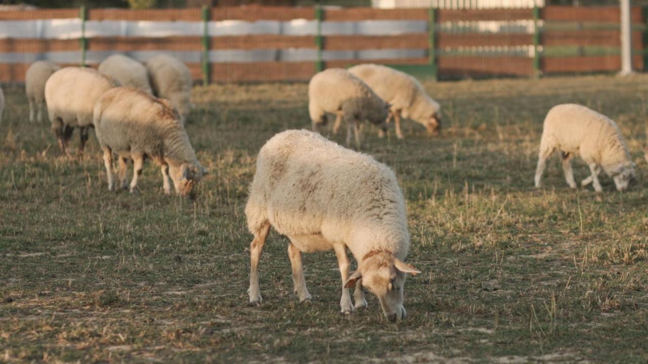 Tatarska Zagroda - Agroturystyka Dolina Baryczy Noclegi - Domek Jelonek Krosnice Exterior foto