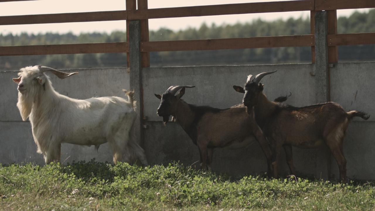 Tatarska Zagroda - Agroturystyka Dolina Baryczy Noclegi - Domek Jelonek Krosnice Exterior foto