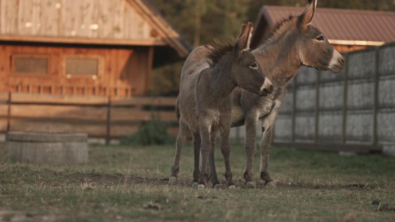 Tatarska Zagroda - Agroturystyka Dolina Baryczy Noclegi - Domek Jelonek Krosnice Exterior foto